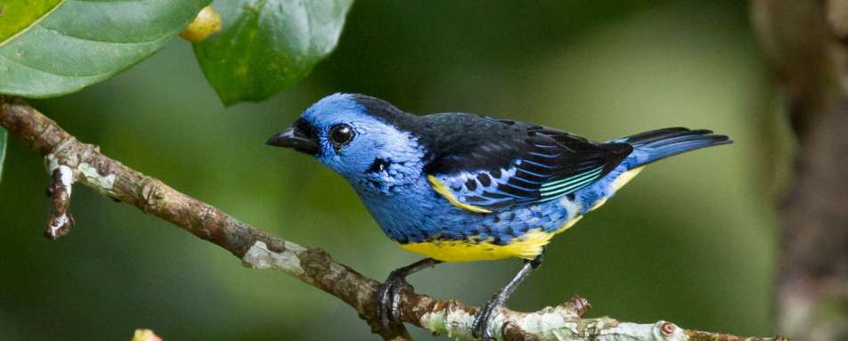 Birdlife - Cristalino Jungle Lodge