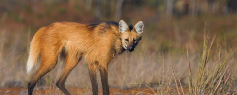 Maned Wolf 