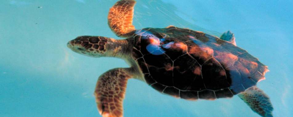 Turtle - Praia do Forte Eco Resort & Thalasso Spa