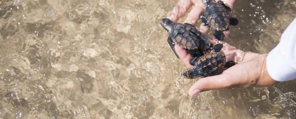 Turtles - Txai Resort