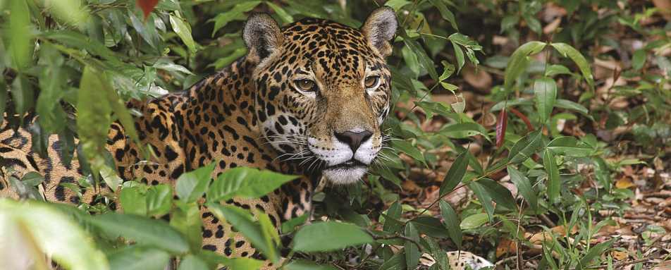 Protecting Wildlife in Tourism