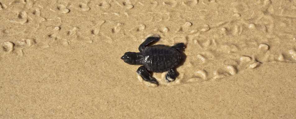 Family Fun in Brazil 