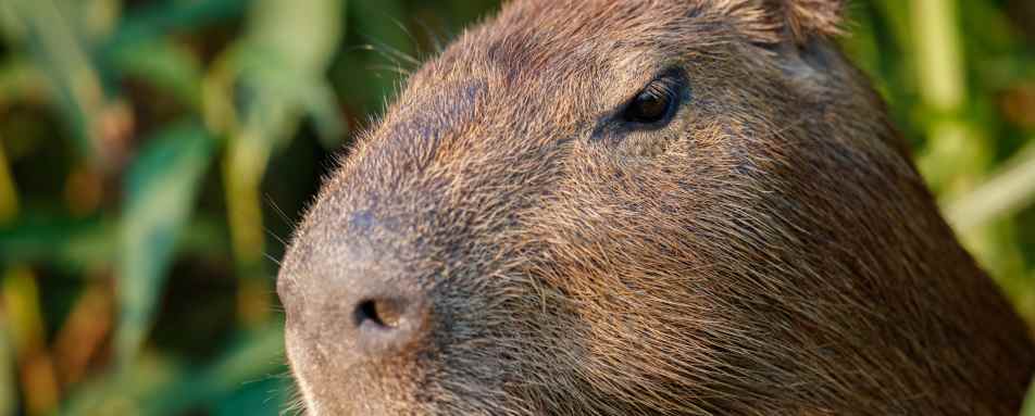 Wild Brazil Amazon  Pantanal Adventure 
