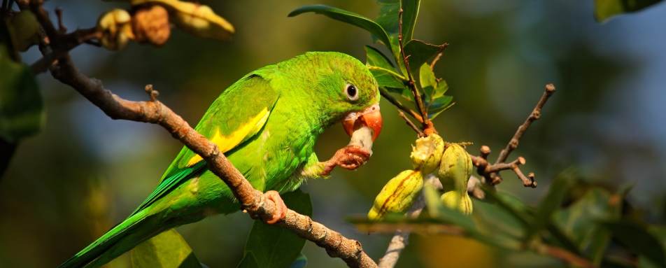 Wild Brazil Amazon  Pantanal Adventure 