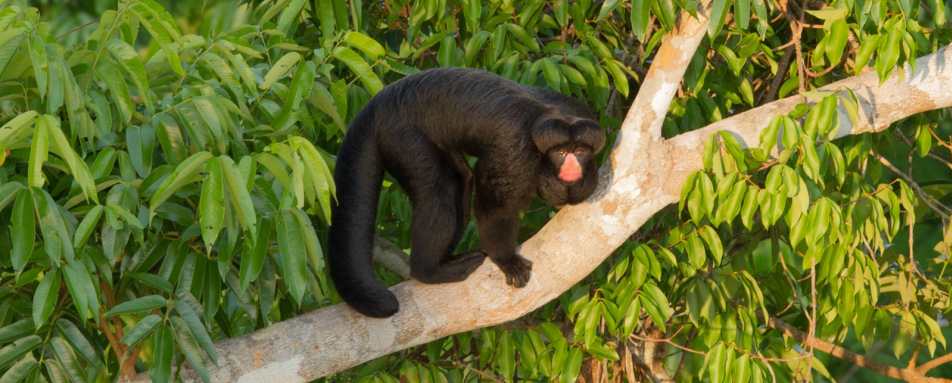 Wild Brazil Amazon  Pantanal Adventure 