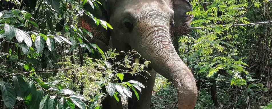 Kulen Elephant Forest