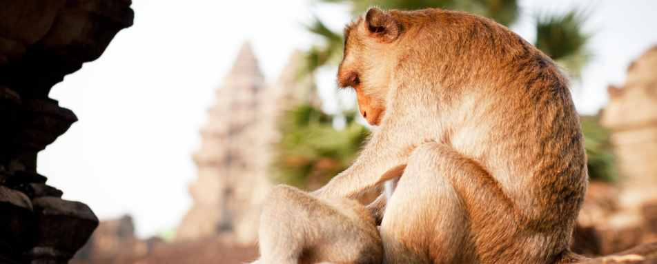 Angkor Temples - Honeymoon to Indochina