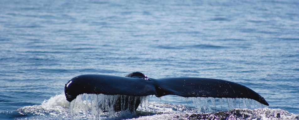 Whale Watching - Clayoquot Wilderness Lodge 