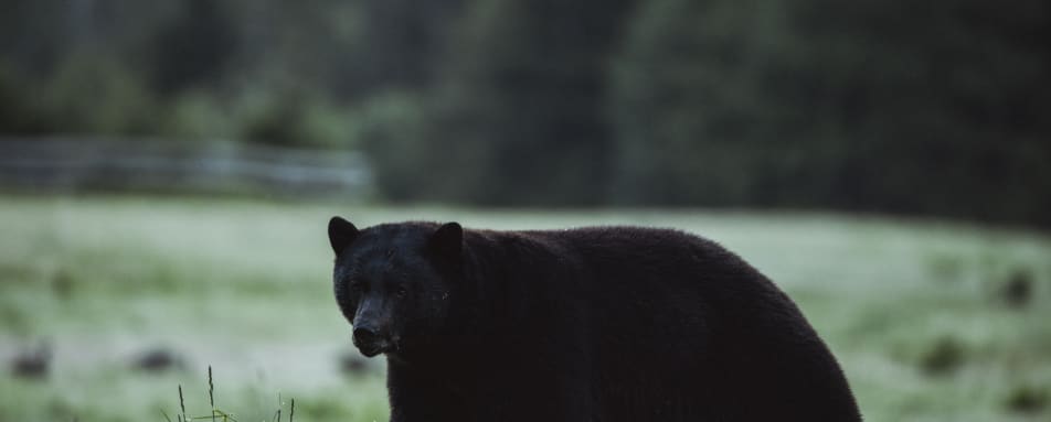 Bear Watching - Clayoquat Wilderness Lodge 