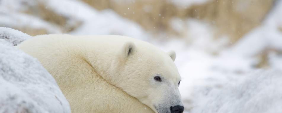 The Great Ice Bear snoozing in the snow 