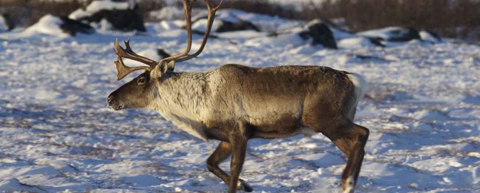 Caribou Bull 