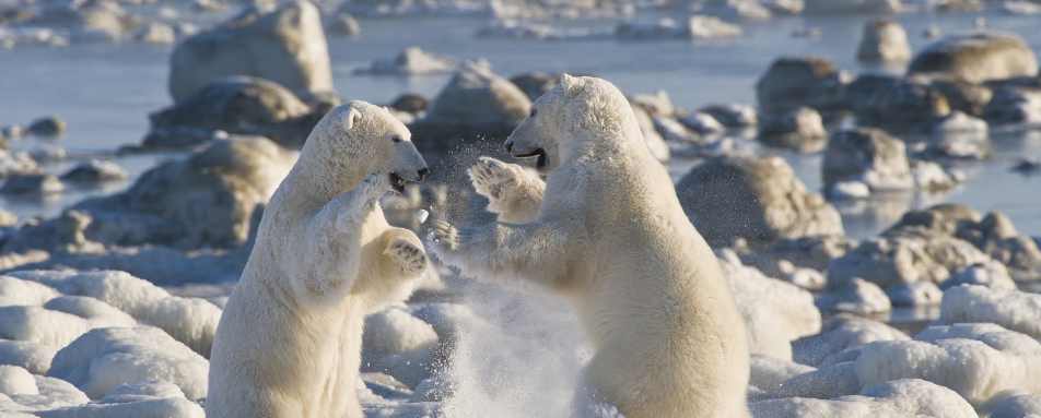 Polar bears wrestle 