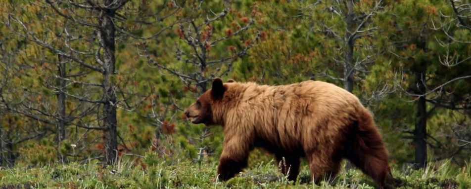 Wildlife at Echo Valley Ranch & Spa