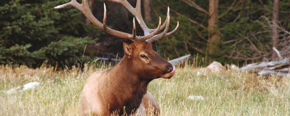 Elk - Fairmont Jasper Park Lodge