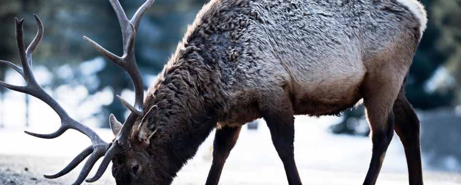 Wildlife - Fairmont Jasper Park Lodge