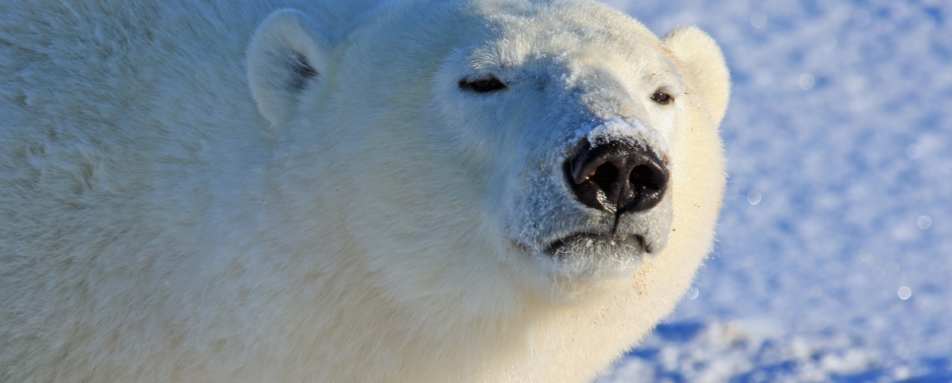 Polar bear - Nanuk Polar Bear Lodge
