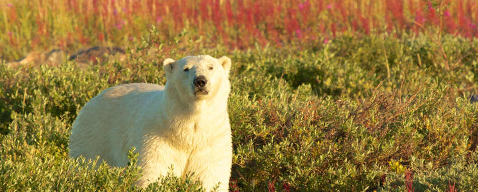 Polar bear in summer - Nanuk Polar Bear Lodge
