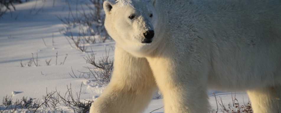 Polar bear walking on tundra - Nanuk Polar Bear Lodge