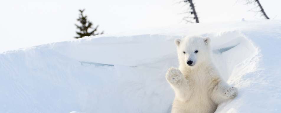 Polar bear cub - Nanuk Polar Bear Lodge