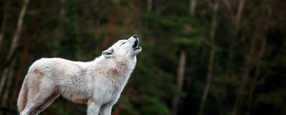 Arctic wolf - Nanuk Polar Bear Lodge