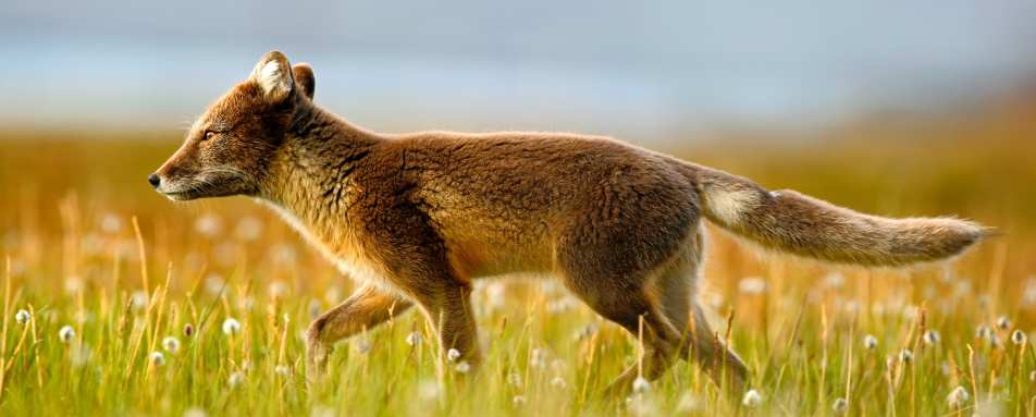Arctic Fox - Nanuk Polar Bear Lodge