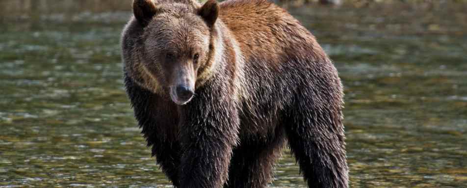 Bear at Sonora Resort