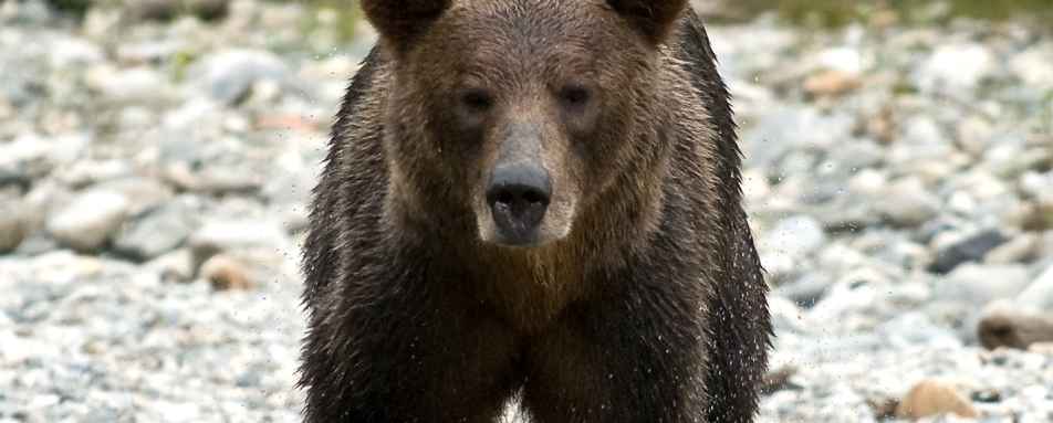 Bear - Sonora Resort