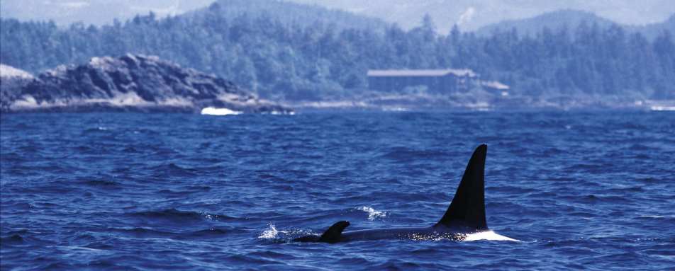 Orca Whale passing Wickaninnish Inn