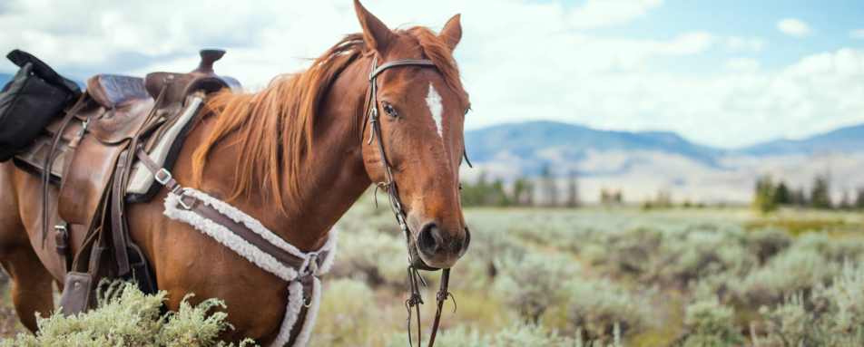 Sundance Ranch - British Columbia with Kids 
