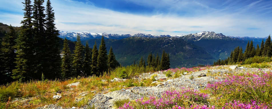 Alpine summer meadows - Canada