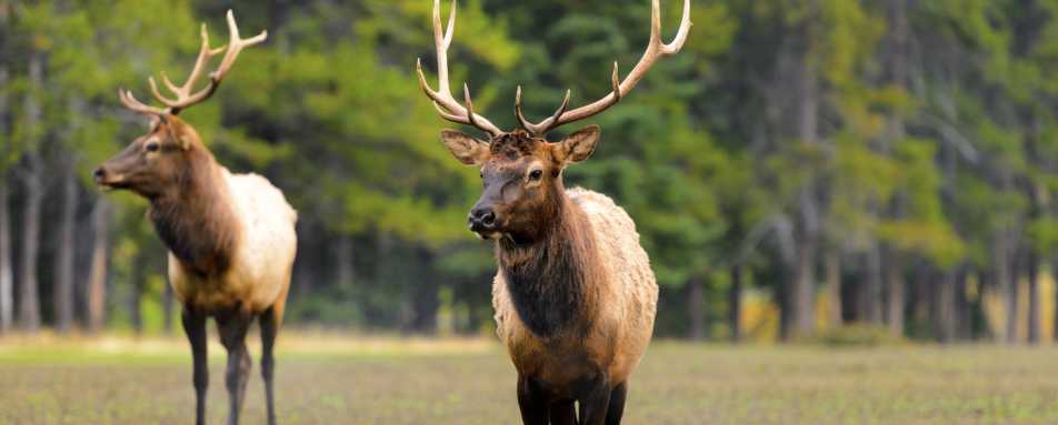Elk in Banff - A Week in Western Canada