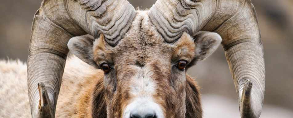 Rocky Mountain Sheep - A Week in Western Canada