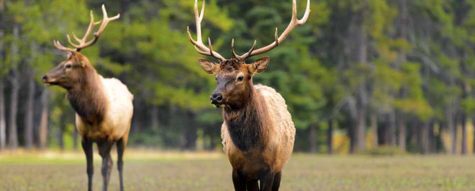 Elk - Pacific Coast & Canada by Rocky Mountaineer