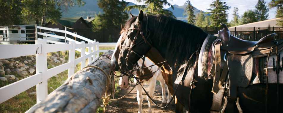 Horses in Jasper - Pacific Coast & Canada by Rocky Mountaineer