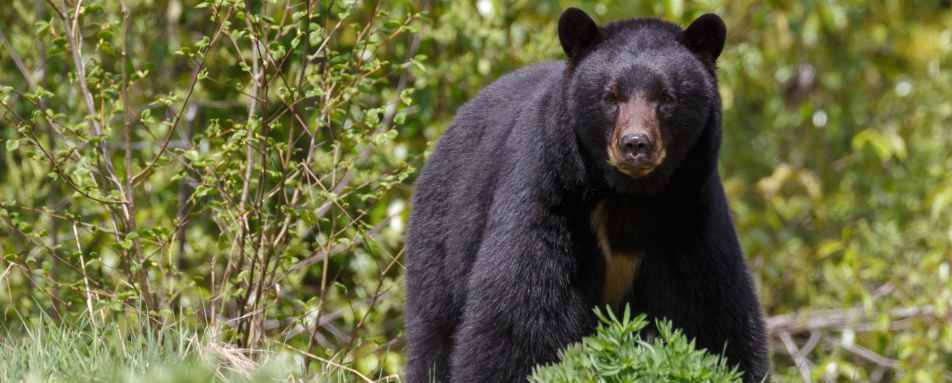 Black bear - Best of British Columbia
