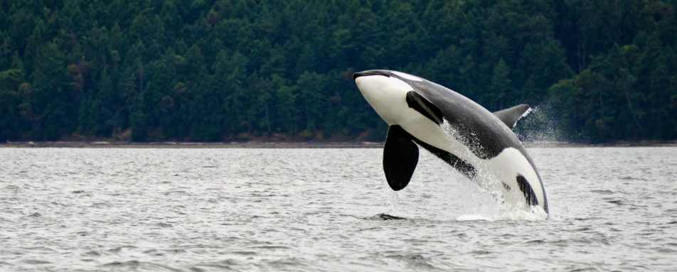 Killer whale breaching - Best of British Columbia