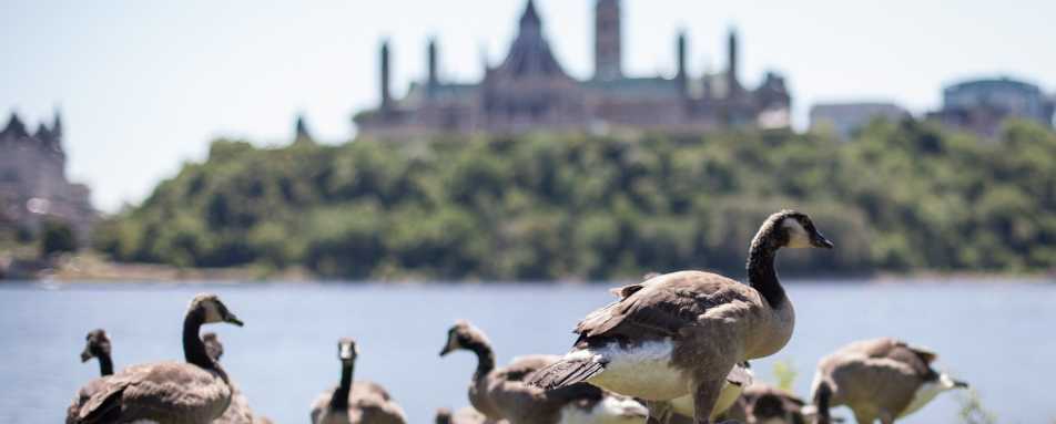 Ottawa - Gourmet Ontario and Quebec 