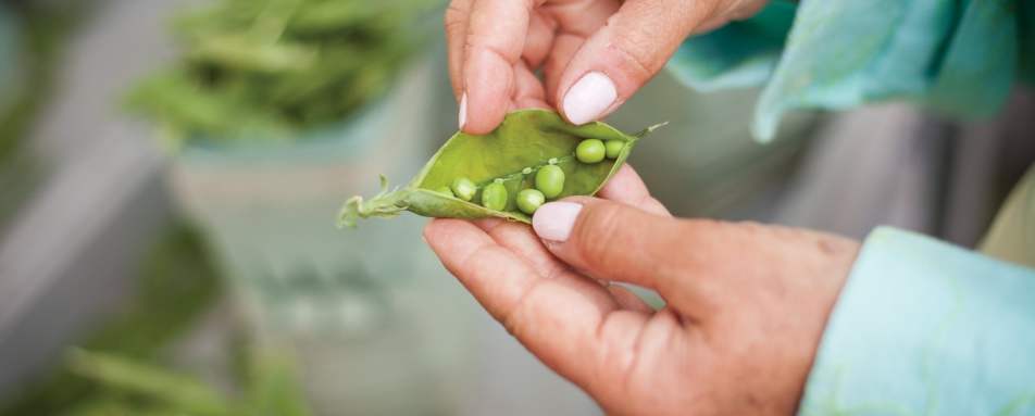 Local Produce - Gourmet Ontario and Quebec 