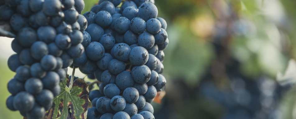 Vineyard - Gourmet Ontario and Quebec 