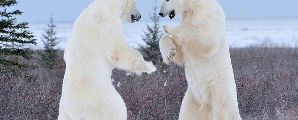 Bears sparring 