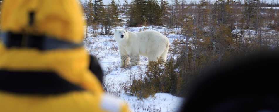 Photography opportunity of the Great Ice Bear 