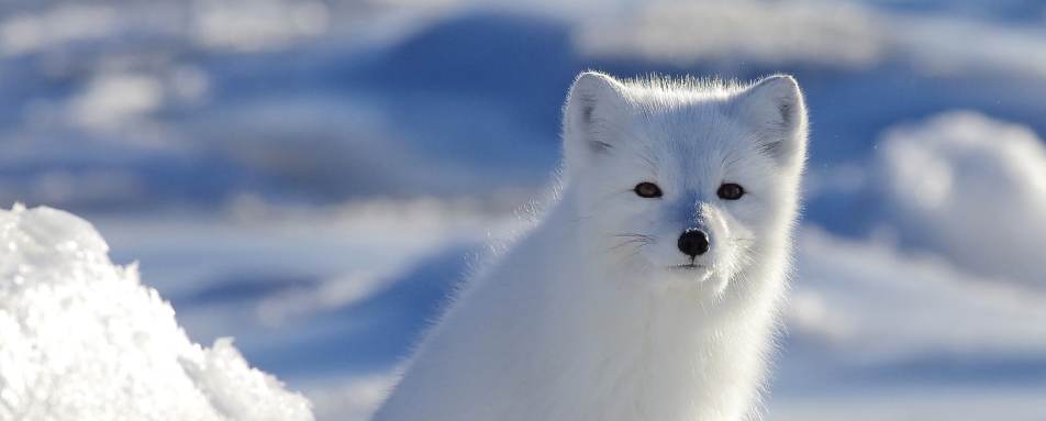Arctic Fox 