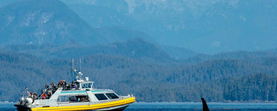 Whale watching at Nimmo - West Coast Canada In Style