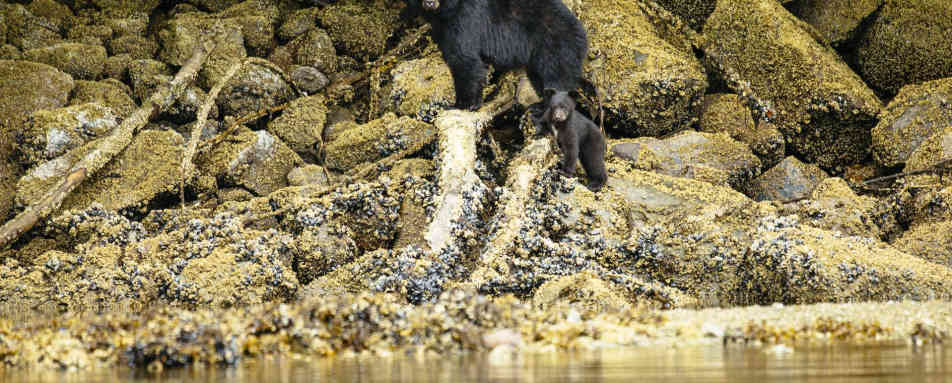 Bears at Nimmo Bay - West Coast Canada In Style