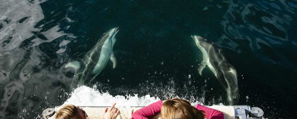 Dolphin watching  - West Coast Canada to the Wild West