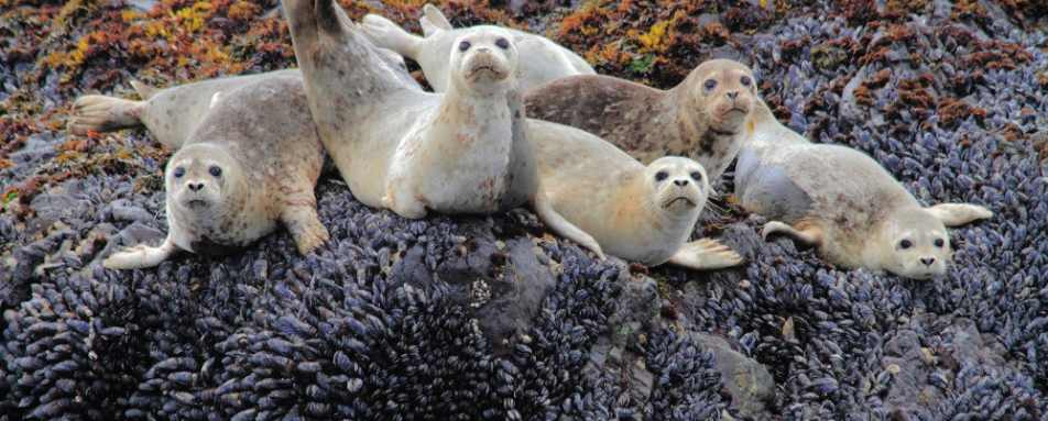 Seal pups on Clayoquot - Ultimate Western Canada & Montana