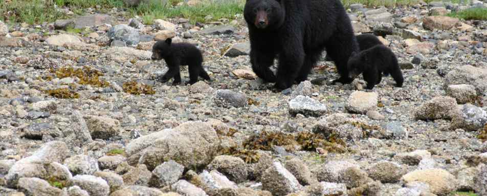 Bears at Clayoquot - Ultimate Western Canada & Montana