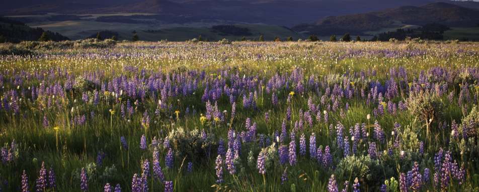 Scenery in Montana - Ultimate Western Canada and M 