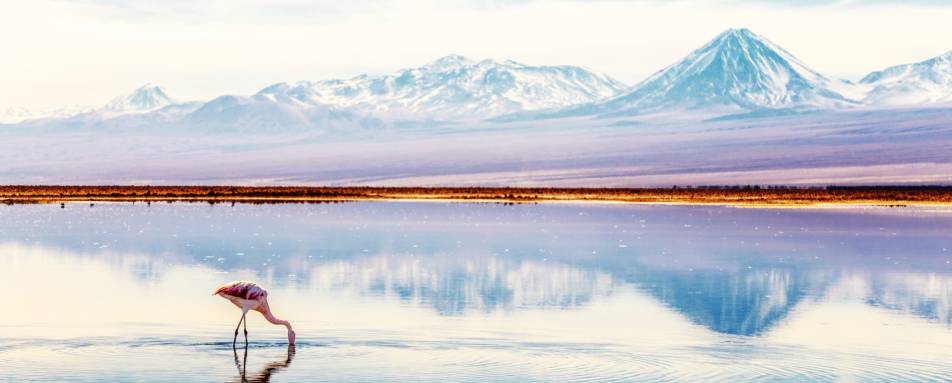 Wildlife excursion - Awasi Atacama 