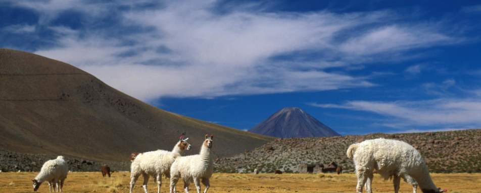 Llamas on the altiplano  - Explora Atacama Hotel de Larache